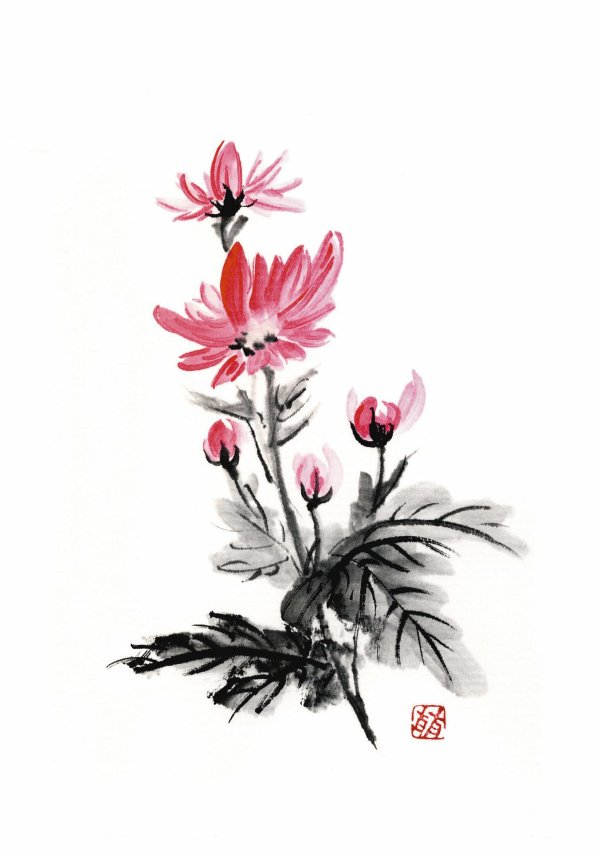 хризантема суми э