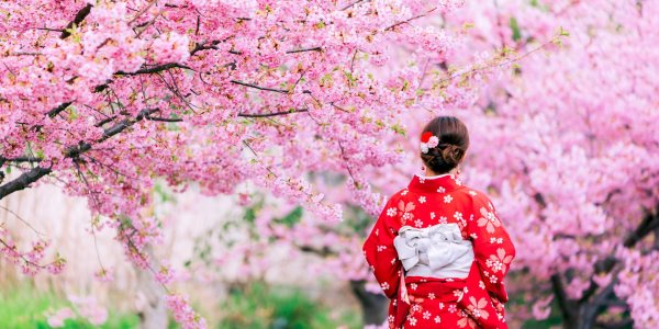 цветение сакуры