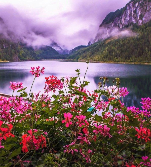 цветок в горах