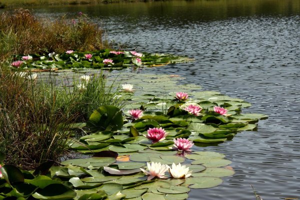 нимфея болотная