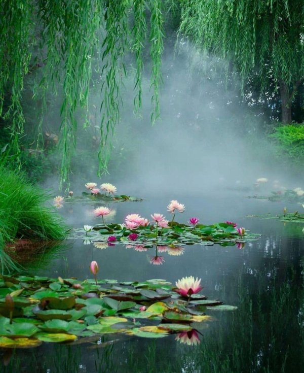 прудик аптекарский кувшинки