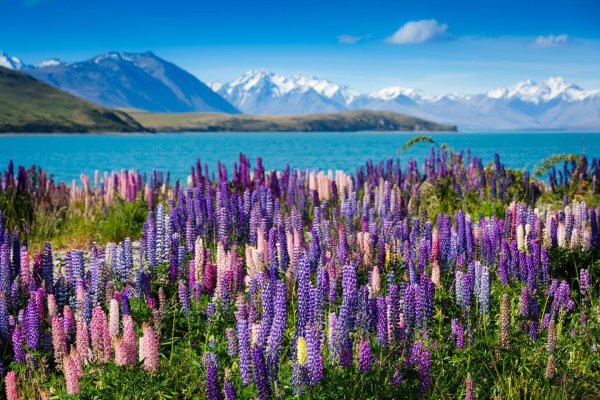 lake tekapo new zealand
