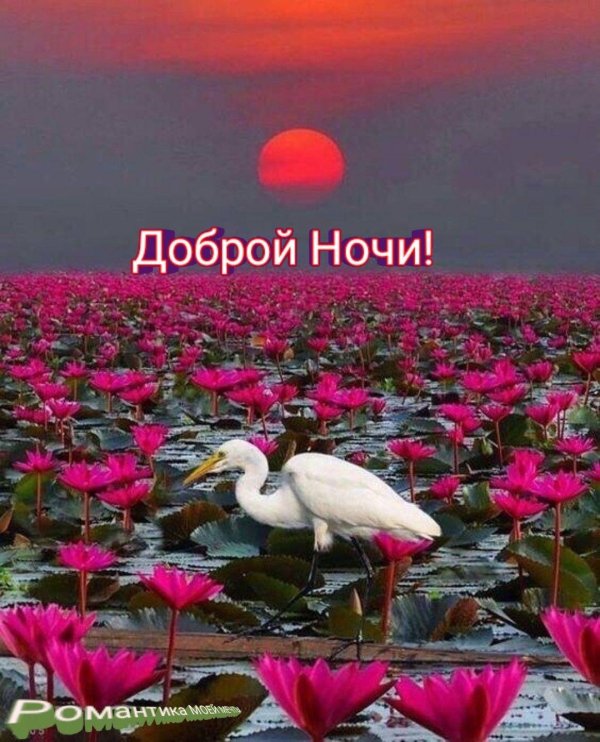 добрая ночь