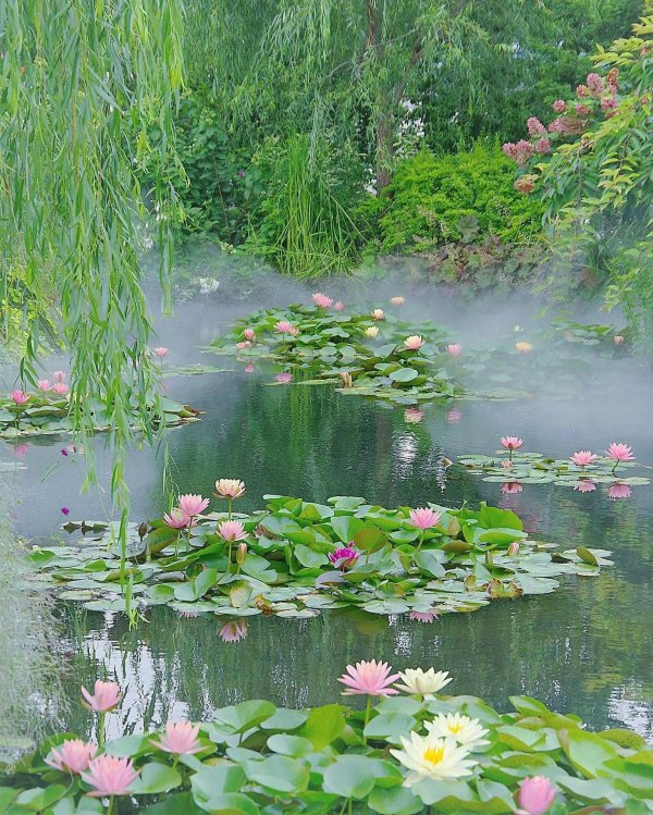 water lily pond