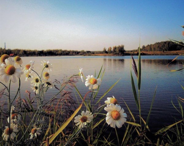 ромашки у реки