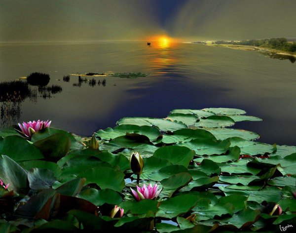 лотосовый пруд япония