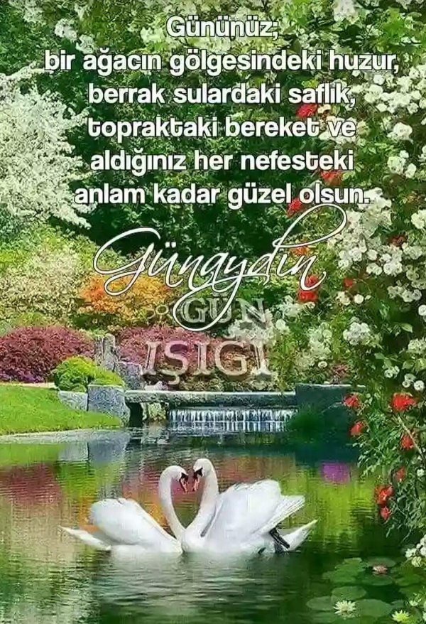 пара лебедей