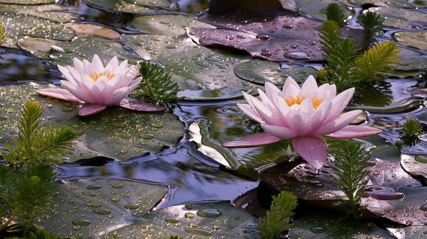 кувшинка лотос