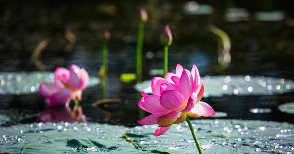 Озеро с цветами