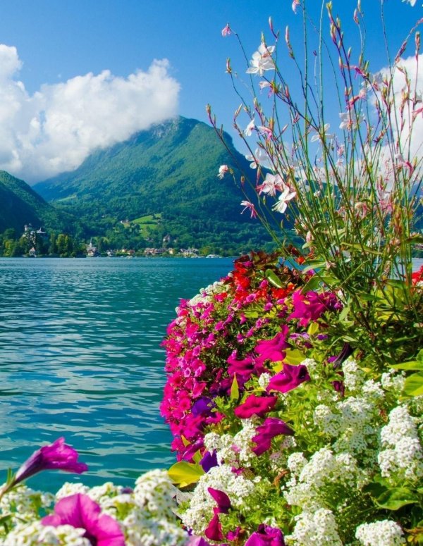 цветы и море