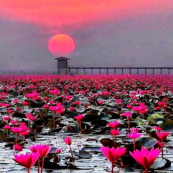 озеро лотосов вьетнам