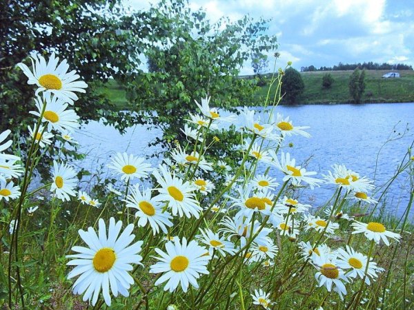 поле ромашки