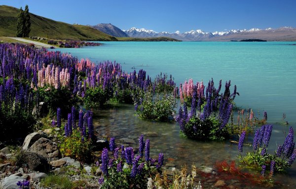 lake tekapo new zealand