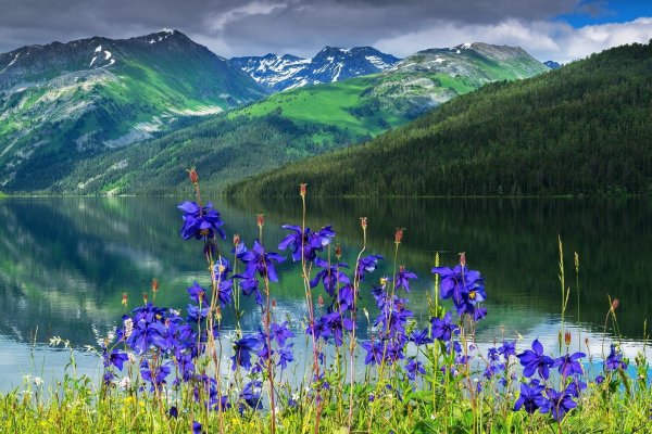 катунский заповедник флора