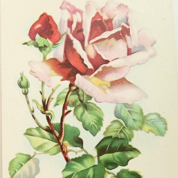 открытка роза