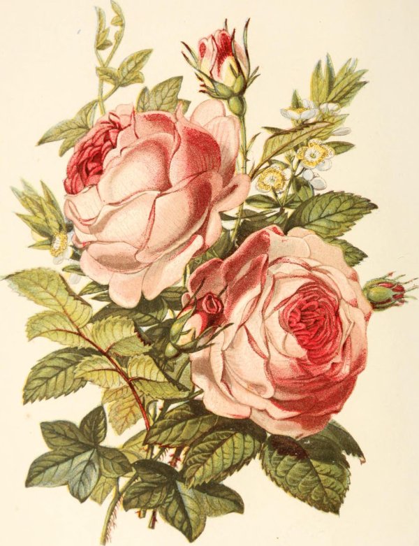 ботаническая иллюстрация