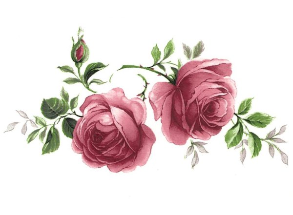 розовые розы акварель