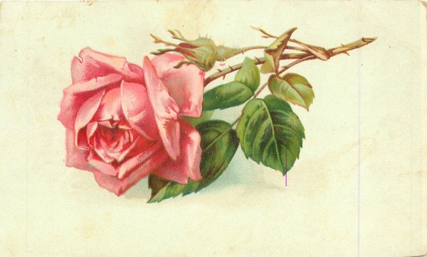 роза рисунки