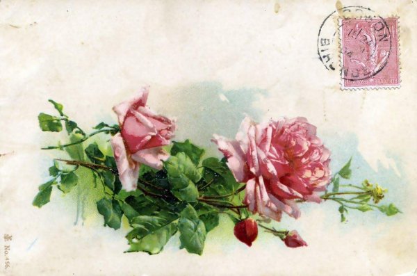 катарина кляйн розы