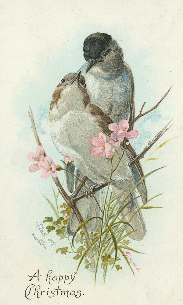 птицы в винтажном стиле