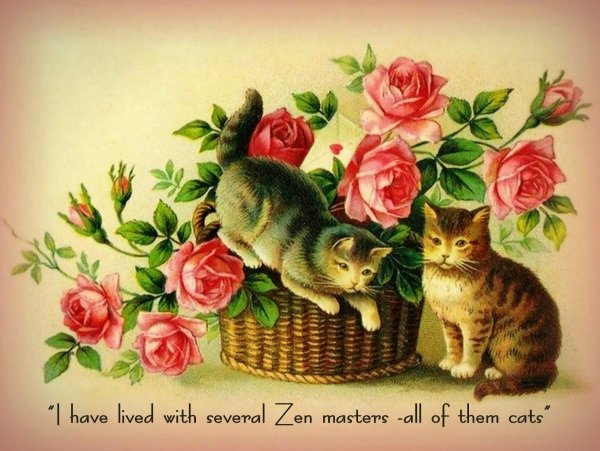 открытка кошка