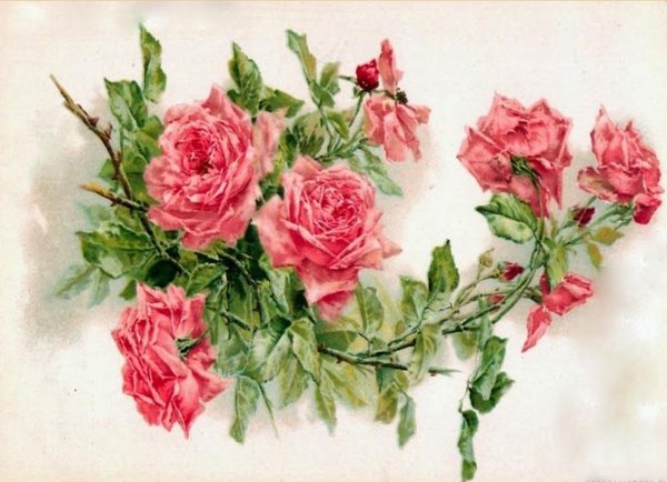 поль де лонгпре шиповник