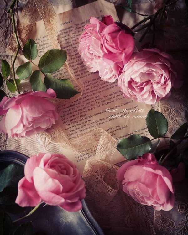 роза винтаж