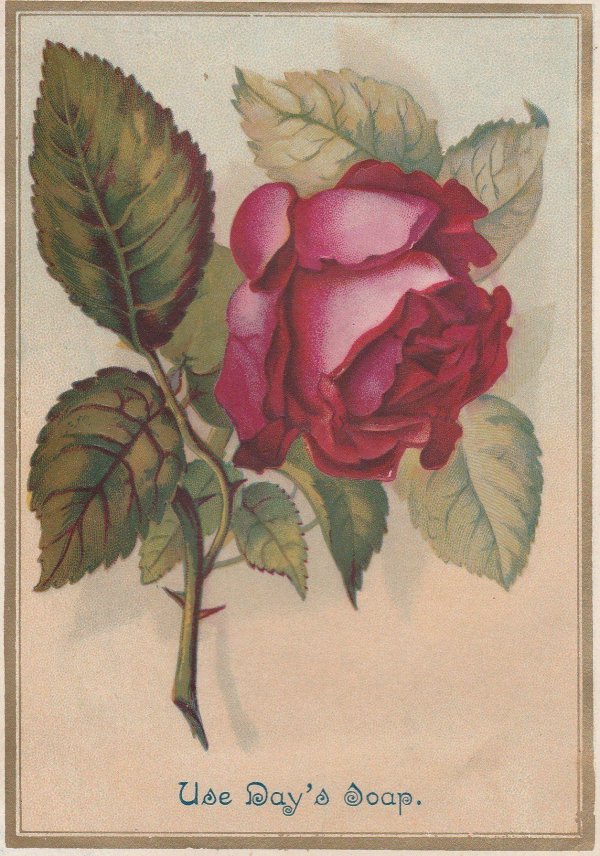 роза викториан ред