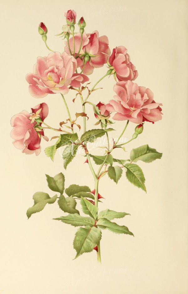 ботанические иллюстрации цветов