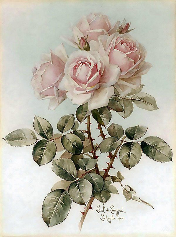 ботаническая живопись розы