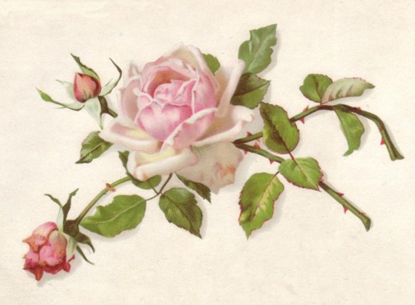 vintage винтейдж роза