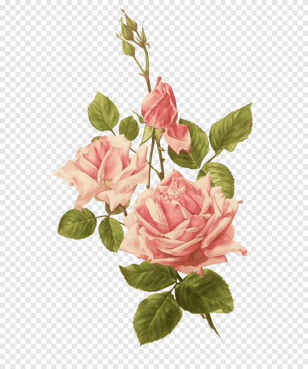 роза рисунки