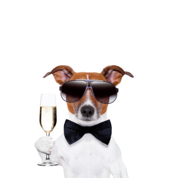 джек рассел терьер