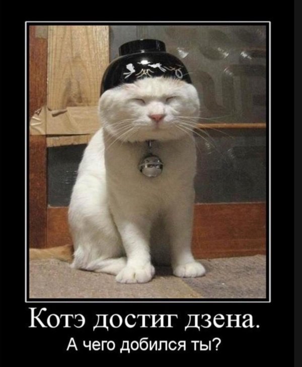 котэ достиг дзена