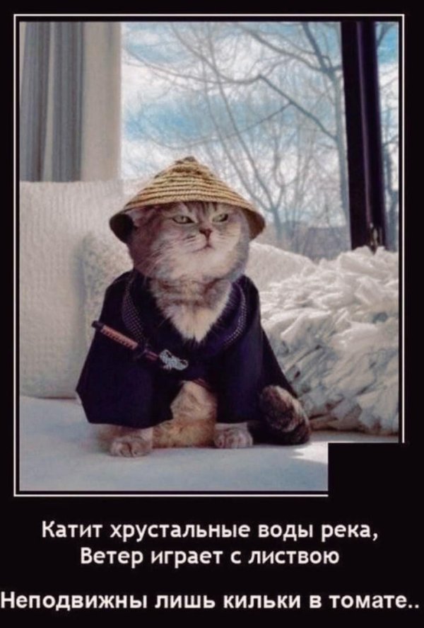 котик самурай