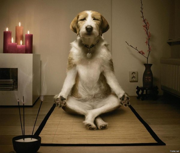 собака медитирует