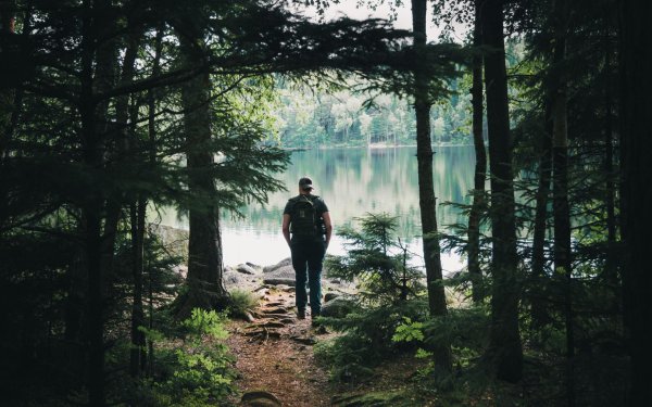 одиночество в лесу