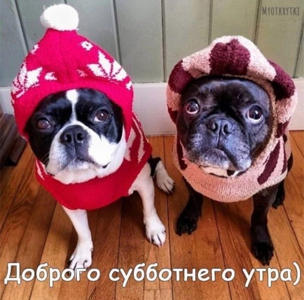 доброй субботы с животными