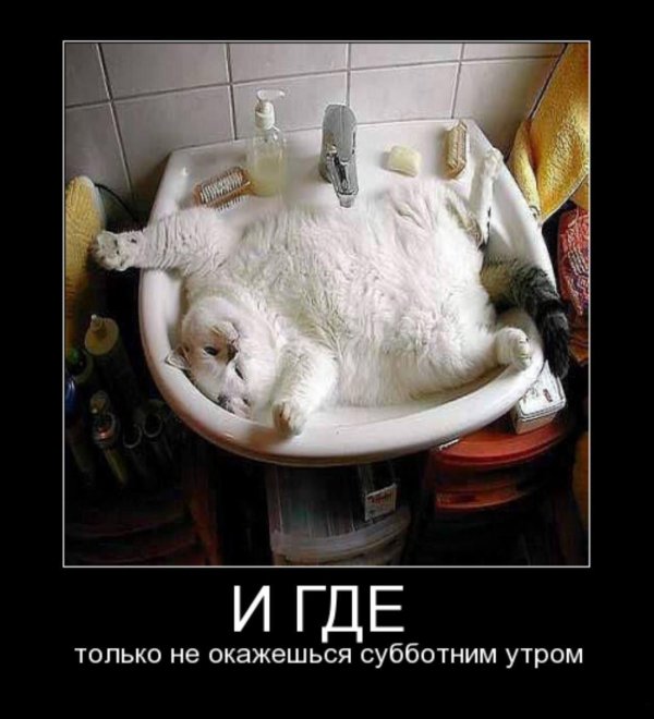 кот в раковине