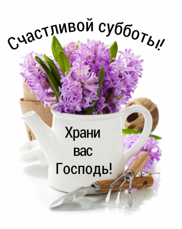 красивые гиацинты