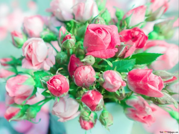 3 кустовые розы