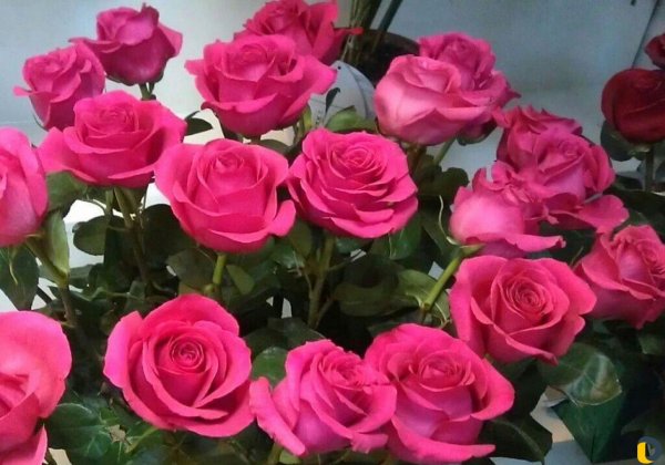 красивая цветок