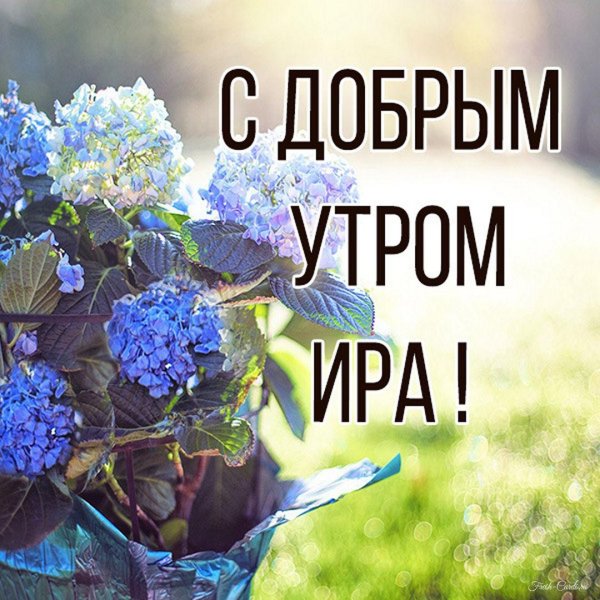 доброе утро гортензии