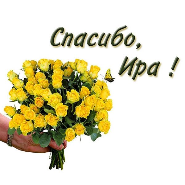 букет желтых роз