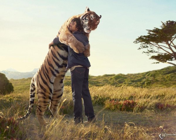 обнимает тигра