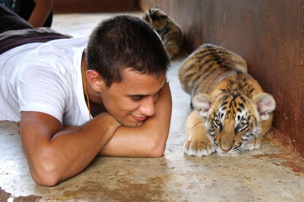 новорождённые тигрята