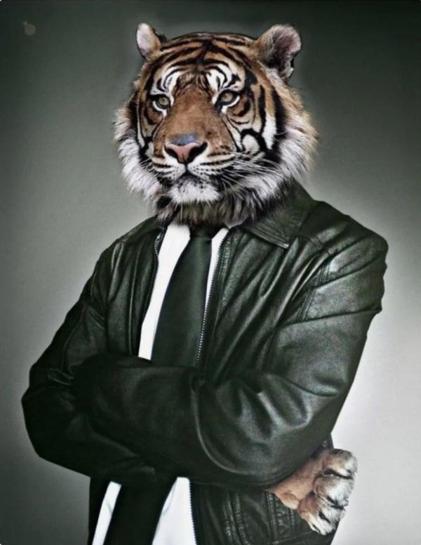 животные в костюмах