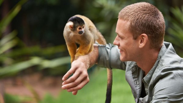 беличий саймири