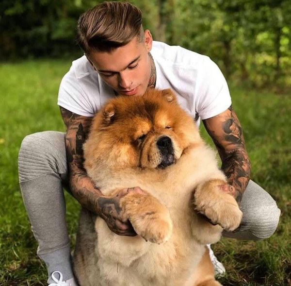 чау чау порода собак