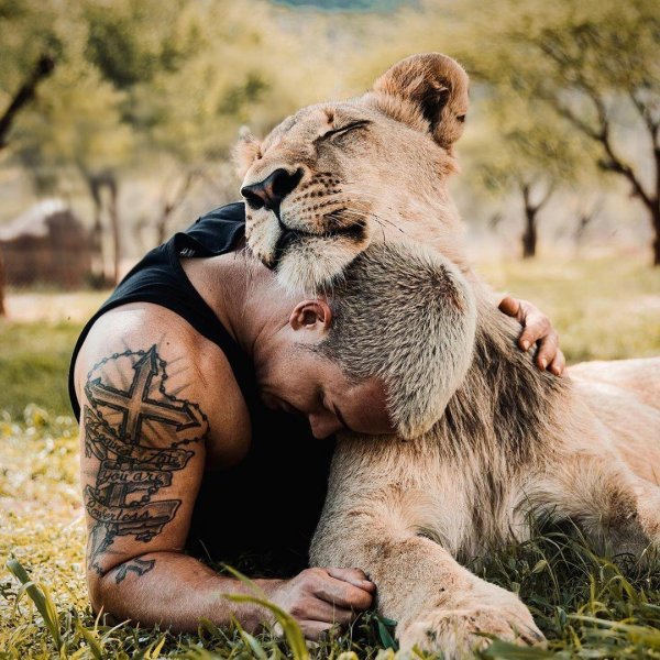 фотосессия со львом